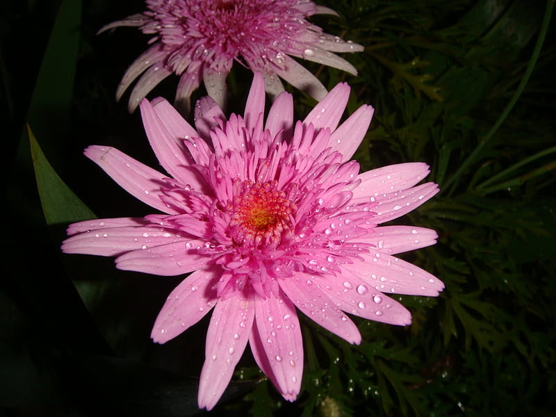 Daisies after the rain, pink daisies, flowers, on black, raindrops, HD wallpaper