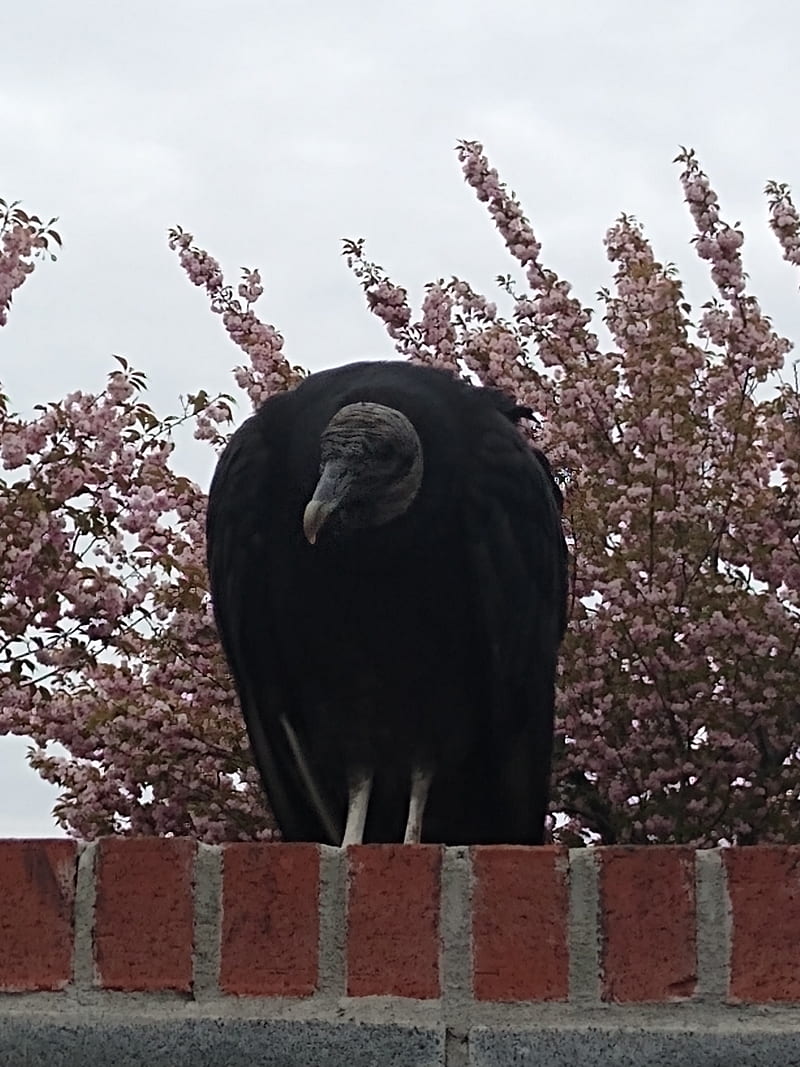Black Vulture, bird, HD phone wallpaper