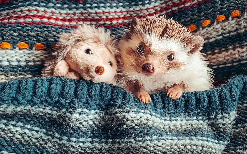 Cute Hedgehogs, toy, pet, hedgehogs, animal, handicraft, HD wallpaper