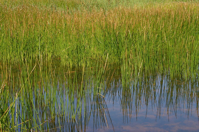 Green, Green Grass of Home, reeds, lakes, ponds, grass, HD wallpaper ...