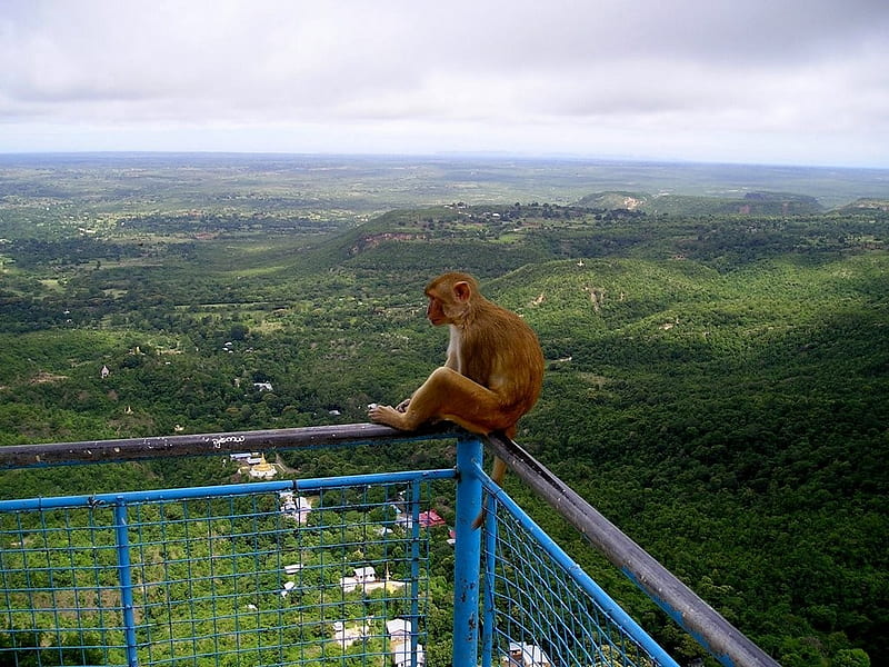 View over Myanmar, monkey, forest, lookout, view, myanmar, HD wallpaper