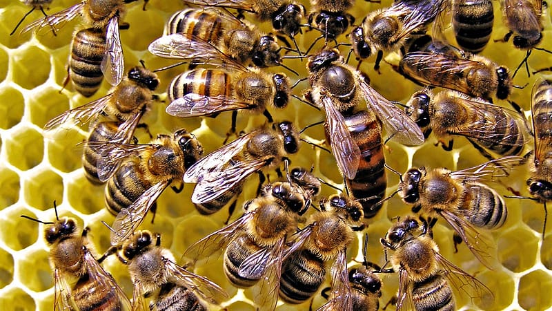 Bees, insects, entomology, animals, zoology, HD wallpaper
