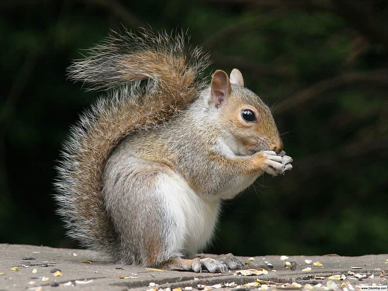 Grey Squirrel, nuts, rodent, animal, HD wallpaper