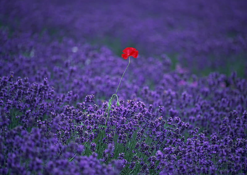 the lone poppy, lilac, red, poppy, graphy, purple, beauty, nature, field, lavander, HD wallpaper