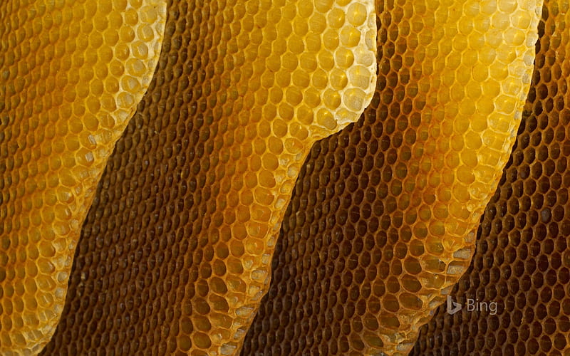 Honey Combs, Bing, Honey Combs, HD wallpaper