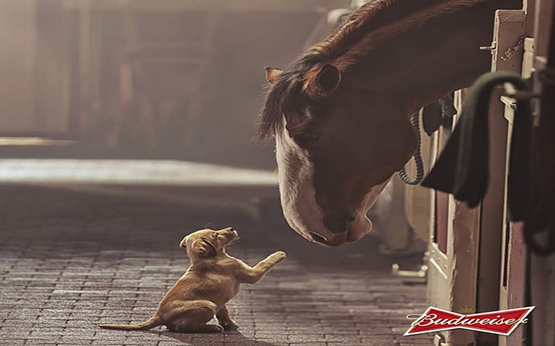 Friendship, puppies, budweiser, clydesdales, animals, dogs, horses, HD wallpaper