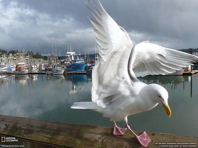 Seagull and Boats-National Geographic magazine, HD wallpaper