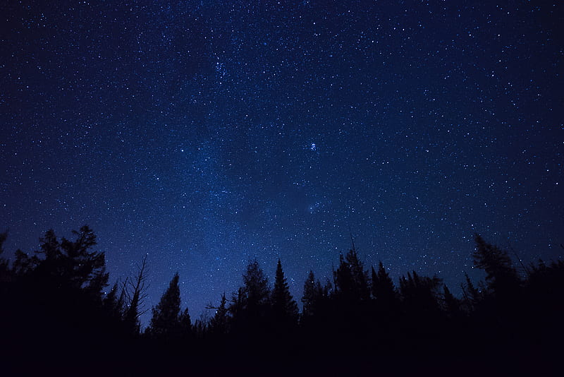 starry sky, trees, stars, night, fir-tree, outlines, HD wallpaper