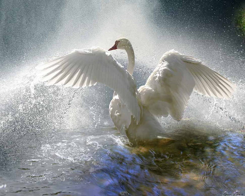 Graceful Swan, wings, bonito, white, swan, graceful, flapping, HD wallpaper