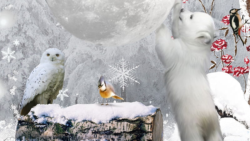 Reach for the Moon, owl, sky, winter, cold, log, hope, bird, wood pecker, snow, full moon, polar bear, HD wallpaper