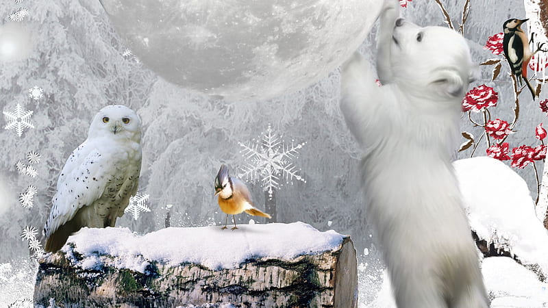 Reach for the Moon, owl, sky, winter, cold, log, hope, bird, wood pecker,  snow, HD wallpaper