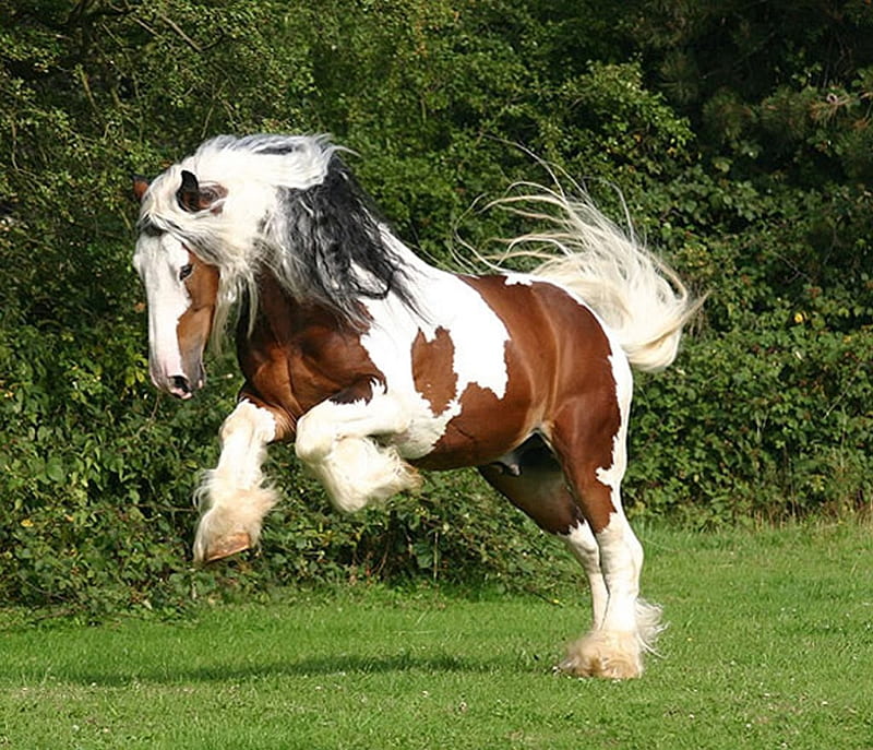 Connemara pony, white, brown, spots, stains, HD wallpaper