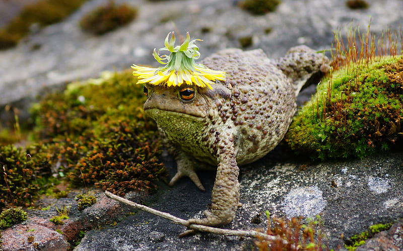 Summer look, frog, broasca, vara, green, flower, summer, yellow, funny, HD wallpaper