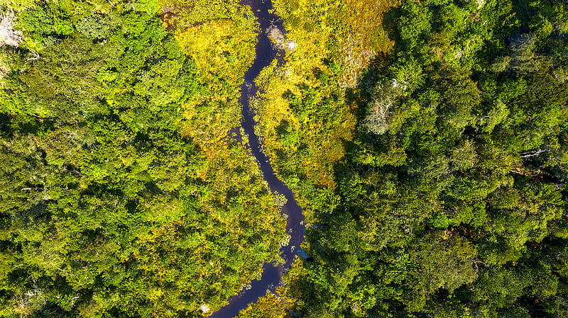 river, forest, aerial view, trees, bushes, HD wallpaper