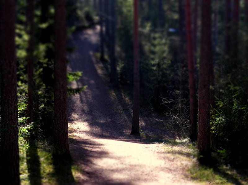 footpath, path, forest, trees, HD wallpaper