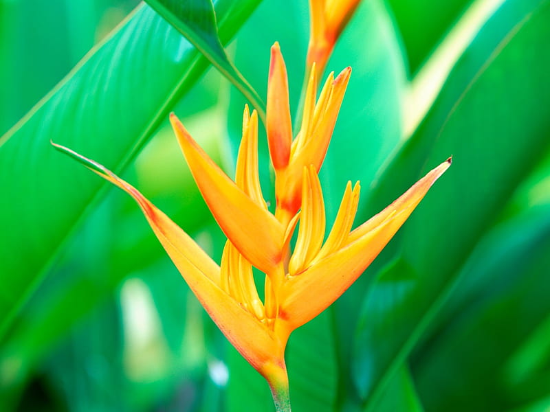 Yellow daffodils- Tahiti Dream, HD wallpaper