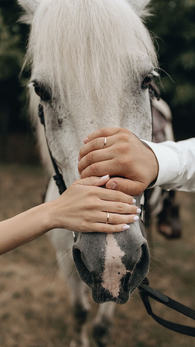 Two Human Hand On White Horse, white horse, two, human, hand, animal, domestic, HD phone wallpaper