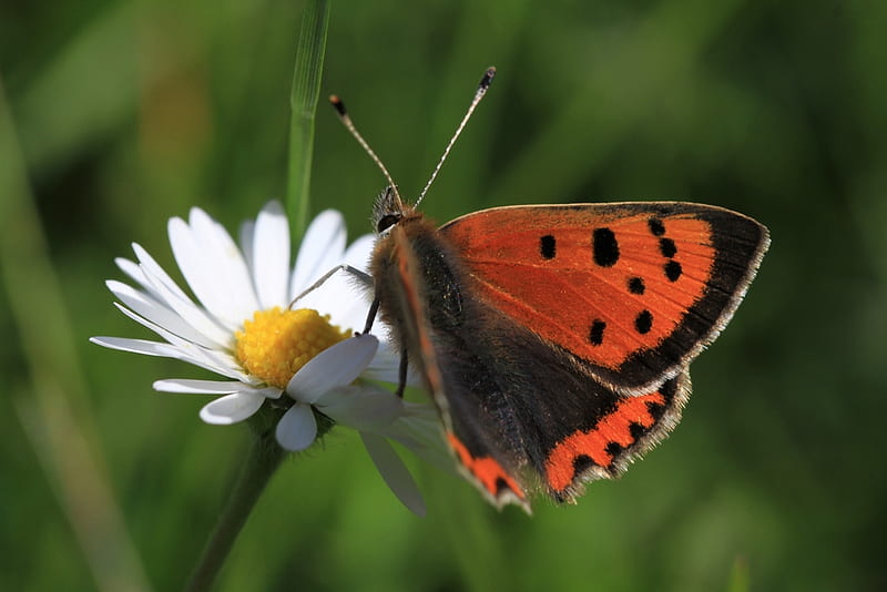small cooper butterfly, red, butterfly, flower, bonito, daisy, HD wallpaper