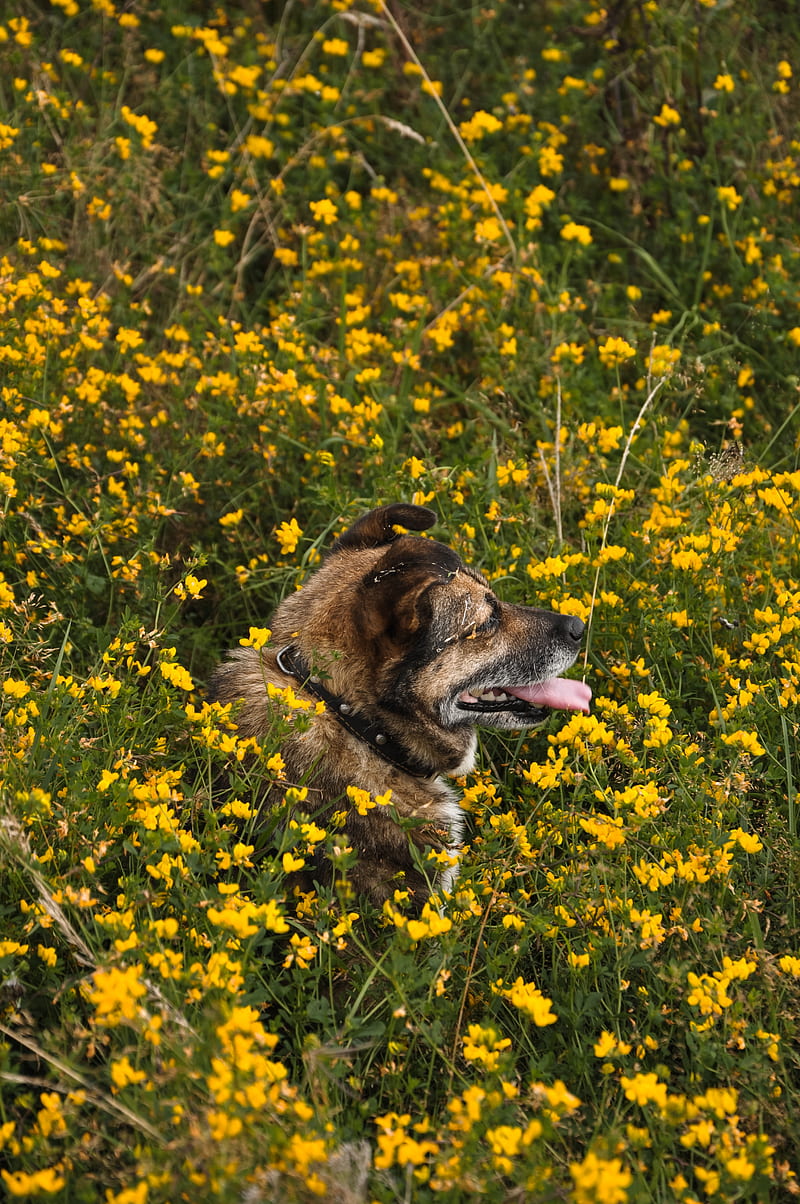 dog, protruding tongue, pet, flowers, field, HD phone wallpaper