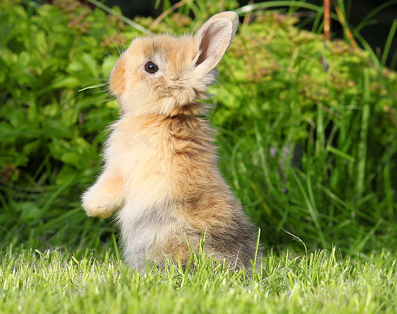 Bunny, brown, bunnies, grass, animals, HD wallpaper