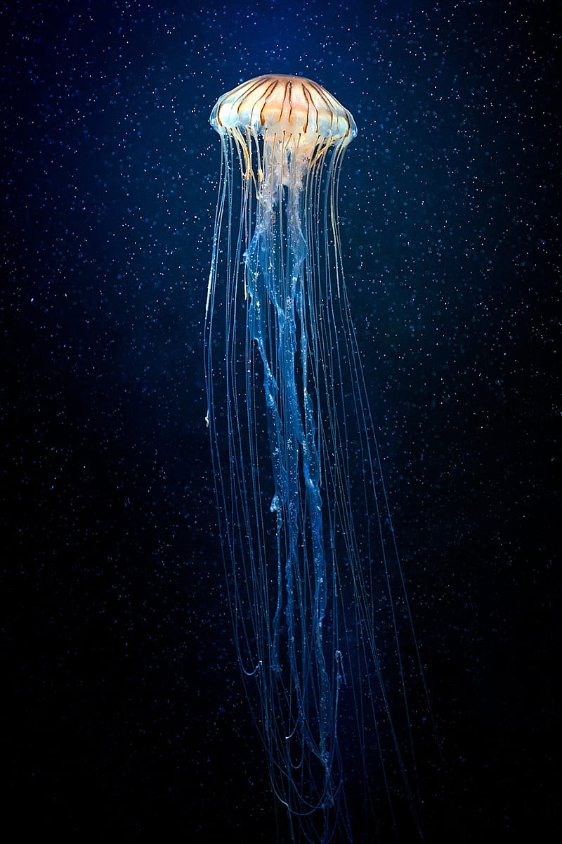 Beautiful Jellyfish, alien, bioluminescence, nature, ocean, sea, HD phone wallpaper
