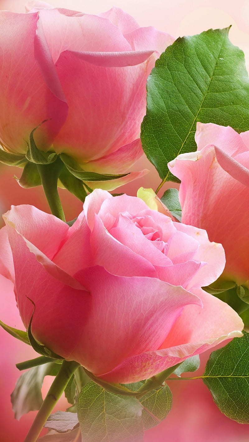 PINK ROSES, flowers, rose, pink, flower, flowers, background, nice, HD ...