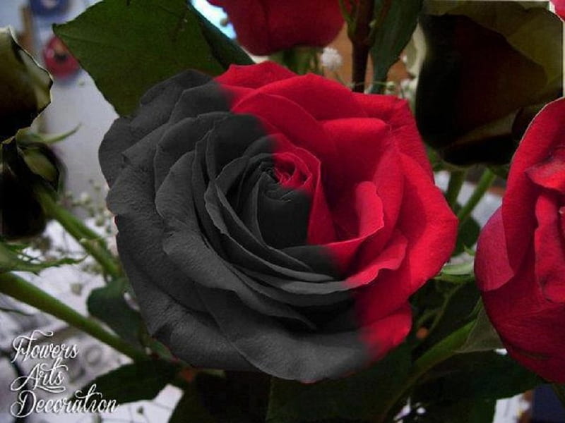 Belleza de rosa negra y roja, rojo, flores, negro, belleza, naturaleza,  rosas, Fondo de pantalla HD | Peakpx