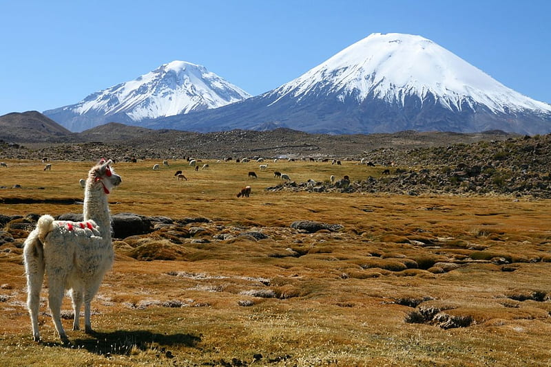 Andes Mountains, Peru, lama, volcano, snow, landscape, HD wallpaper