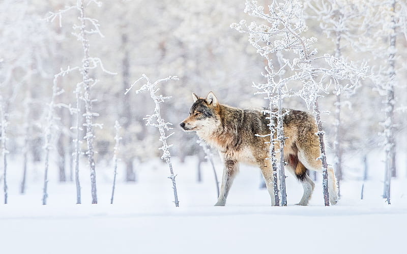 wolf, winter, snow, forest, predator, wildlife, HD wallpaper