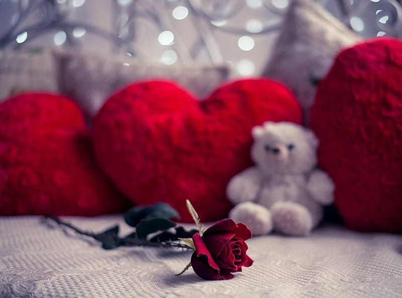 Rose, teddybear, cushions, love, HD wallpaper