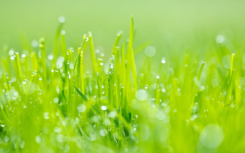 Green grass, nature, earth, green, grass, HD wallpaper | Peakpx
