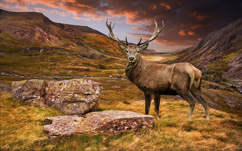 deer, mountain, mountain landscape, wildlife, HD wallpaper