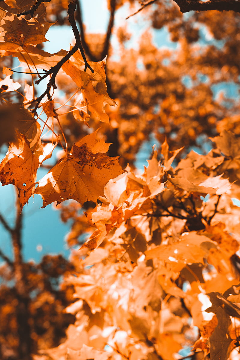 maple, branch, autumn, leaves, HD phone wallpaper