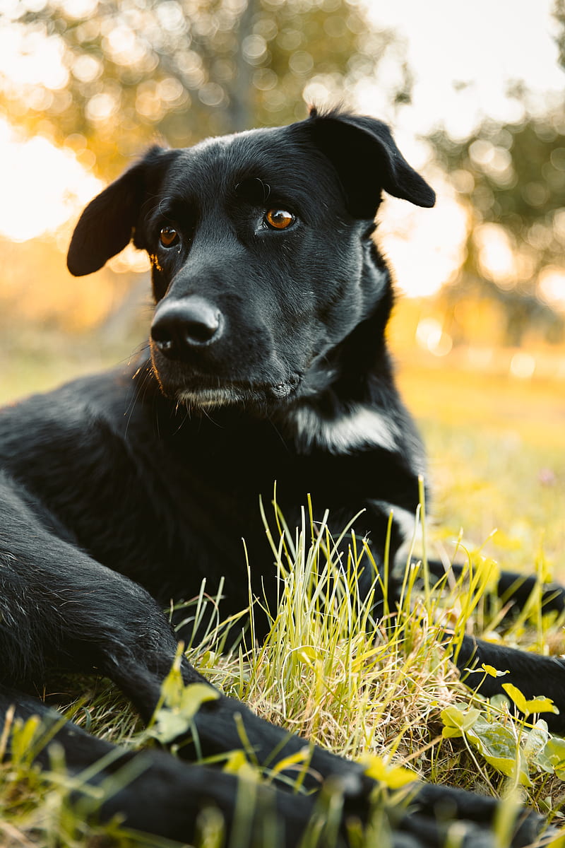 labrador retriever, dog, black, view, HD phone wallpaper