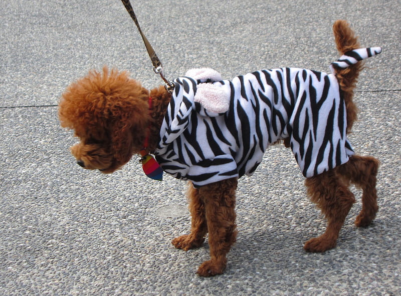 Cute dog, red poodle puppies, cute, wearing clothes, dog, HD wallpaper
