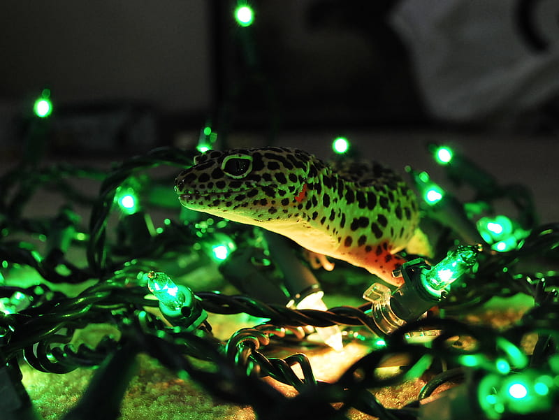Christmas Gecko, green, leopard gecko, lizard, spots, HD wallpaper