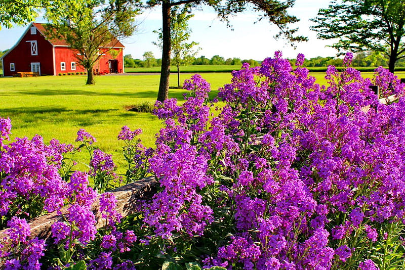 Spring day, pretty, house, grass, cottage, bonito, fragrance, bushes, countryside, nice, flowers, fresh, scent, spring, trees, lvoely, freshness, day, violet, nature, field, HD wallpaper