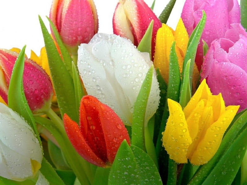 ~Fresh Tulips~, flower, color, nature, tulips, HD wallpaper