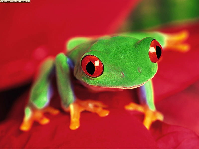 Frog, red, broasca, green, orange, amphibian, HD wallpaper