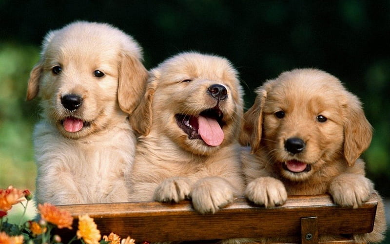 beautiful puppies, puppies, animals, dogs, gorgeus, HD wallpaper