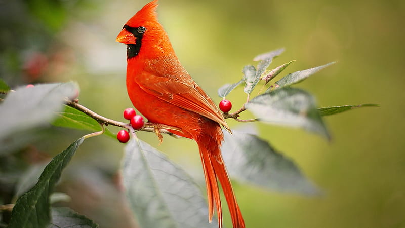 Red Cardinal Bird Is Sitting On Red Berry Tree Branch Birds, HD wallpaper