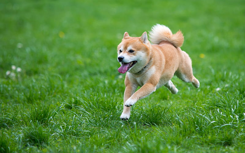 Shiba Inu pets, dogs, lawn, green grass, running dog, Shiba Inu Dog, HD wallpaper