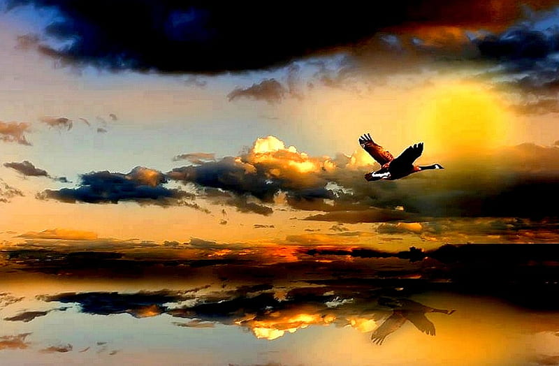 WILD FLIGHT, duck, Clouds, Sun, Lake, Sunset, HD wallpaper