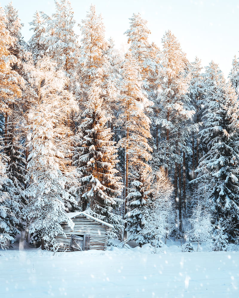 house, snow, trees, winter, snowfall, light, HD phone wallpaper