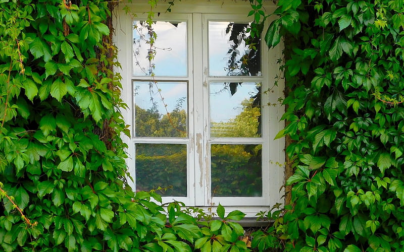 Window, leaves, house, plants, HD wallpaper