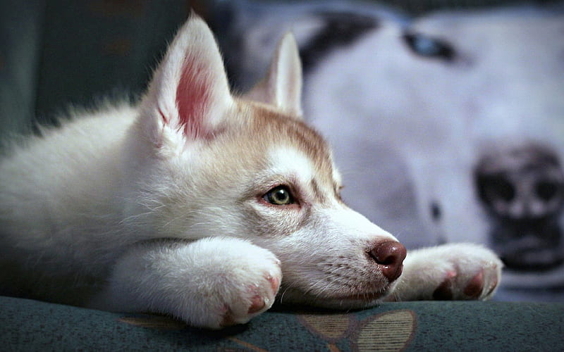 Husky, puppy, small dog, pet, white dog, HD wallpaper