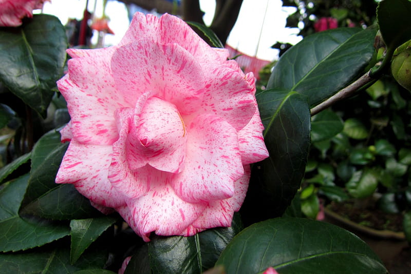 Camellia japonica, pretty, flowers, ornamental, bonito, HD wallpaper