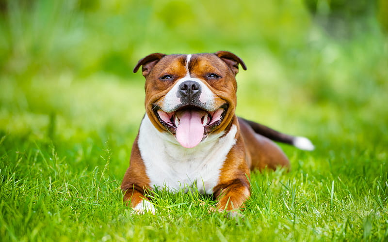 Staffordshire Bull Terrier, green grass, fighting dog, pets, dogs, HD wallpaper