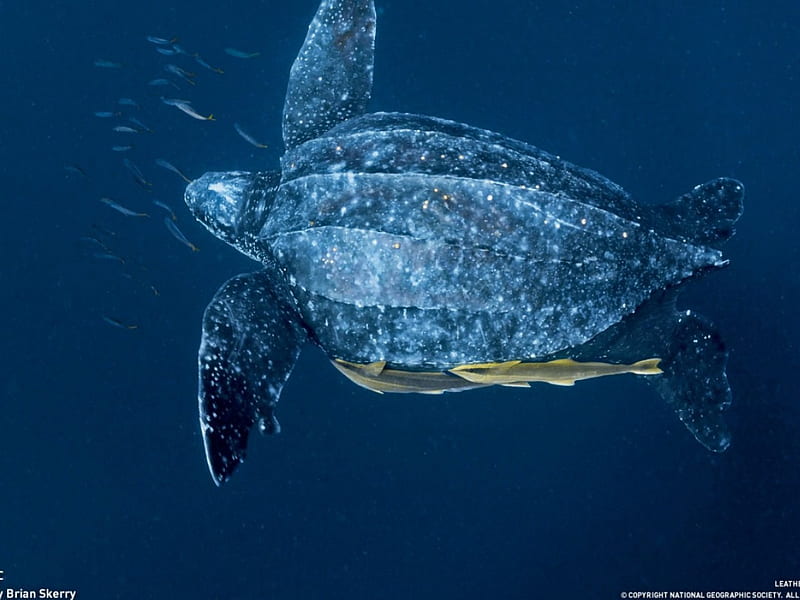 leatherback Turtle, endangered species, leatherback turtle, HD wallpaper
