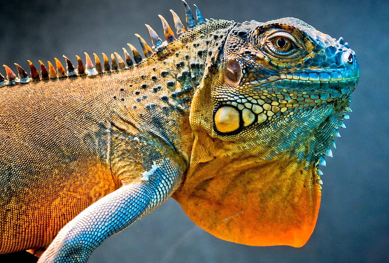 Iguana, lizard, orange, dragon, animal, blue, reptile, HD wallpaper